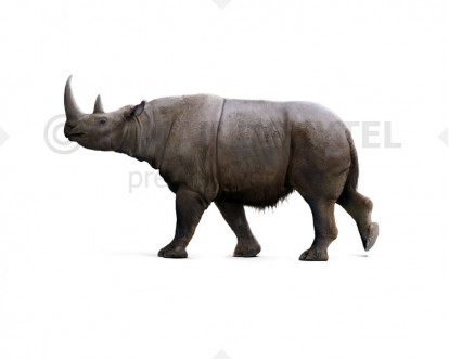 Merck's rhinoceros image buy Uchytel