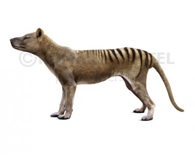 Thylacinus cynocephalus (Tasmanian wolf, Tasmanian tiger)