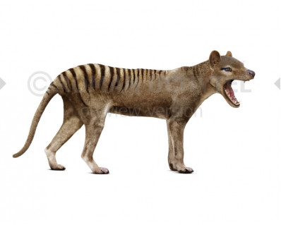 Thylacinus cynocephalus (Tasmanian wolf, Tasmanian tiger)