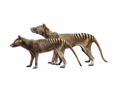 Thylacinus cynocephalus (Tasmanian wolf, Tasmanian tiger)