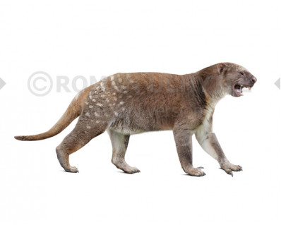 Marsupial lion (Thylacoleo carnifex)