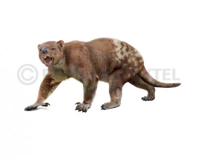 Marsupial lion (Thylacoleo carnifex)