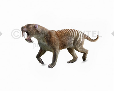 Thylacosmilus