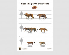 Tiger-like pantherine felids, poster