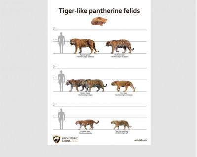 Tiger-like pantherine felids, poster