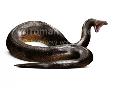 Titanoboa