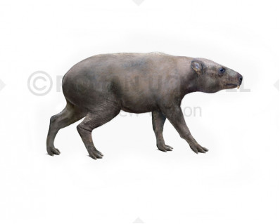 Titanohyrax