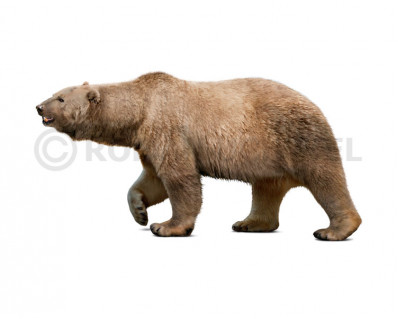 Ursus maritimus tyrannus