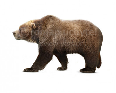 Ursus priscus