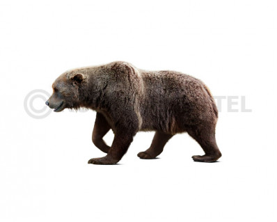 The Pleistocene small cave bear