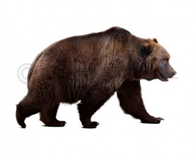 Ursus spelaeus (Cave bear)
