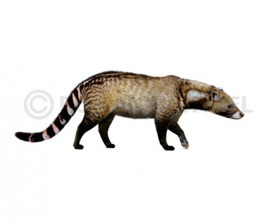 Giant civet