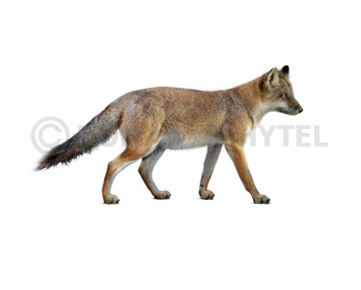 Vulpes alopecoides