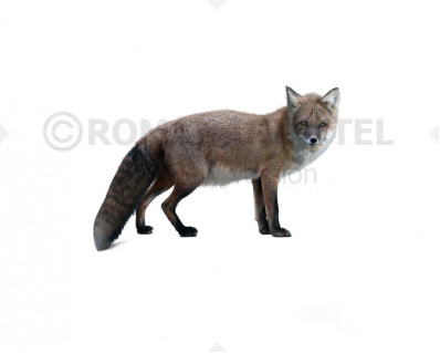 Vulpes chikushanensis