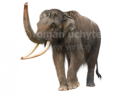 Woolly asian elephant