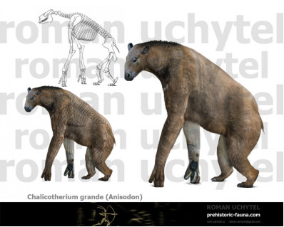 Anisodon (Chalicotherium) grande 