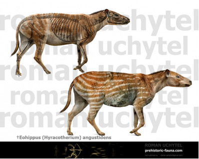 Eohippus (Hyracotherium)