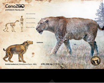 Homotherium (reconstruction)