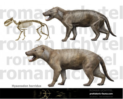 Hyaenodon horridus