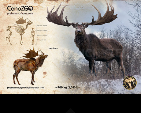 Irish elk (reconstruction)