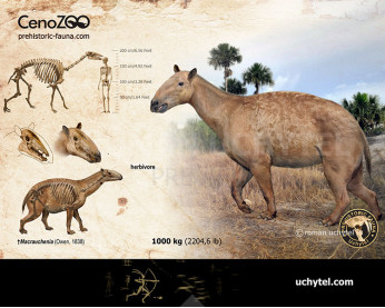 Macrauchenia (reconstruction)