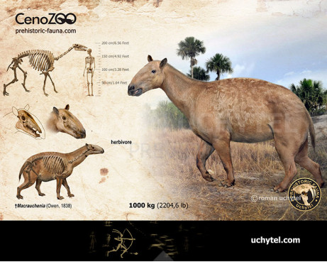 Macrauchenia (reconstruction)