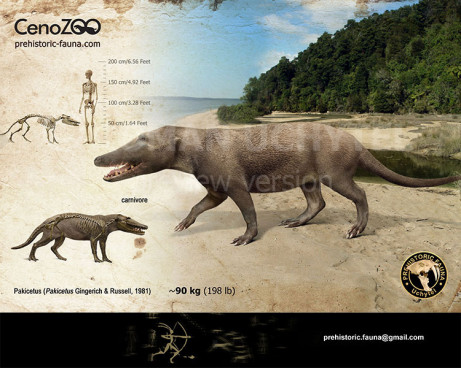 Pakicetus (reconstruction)