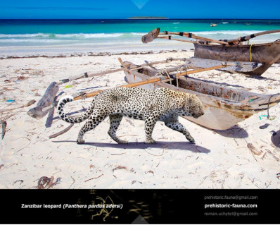 Zanzibar leopard