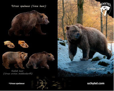 Ursus spelaeus (Cave bear)