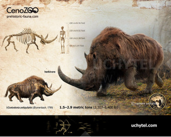 Woolly rhinoceros  (reconstruction)