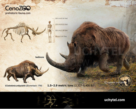 Woolly rhinoceros  (reconstruction)