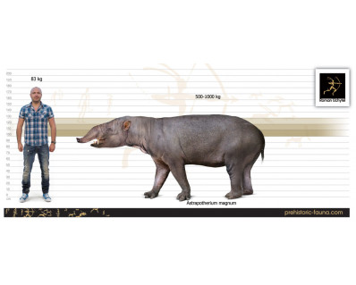 Astrapotherium magnum