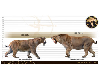 Barbourofelis fricki and Smilodon populator (size comparison)