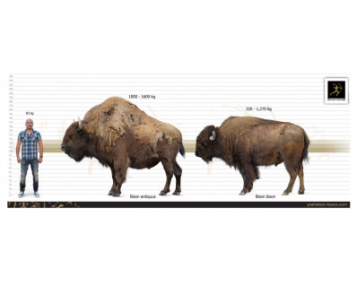 Bison antiquus (Ancient bison)