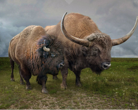 Giant North American Bison and American bison
