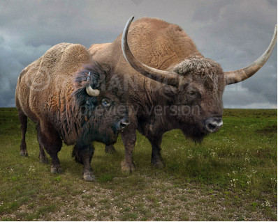 Bison latifrons (Giant North American Bison)