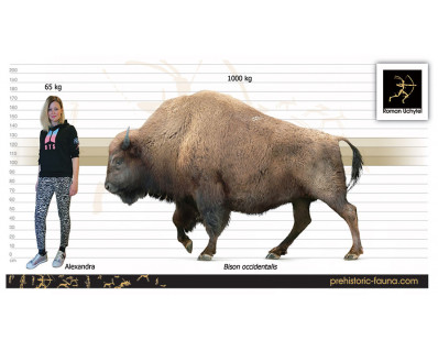 Bison occidentalis