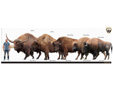 Bison antiquus (Ancient bison)