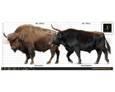 Steppe bison and Auroch