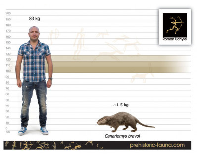 Tenerife giant rat