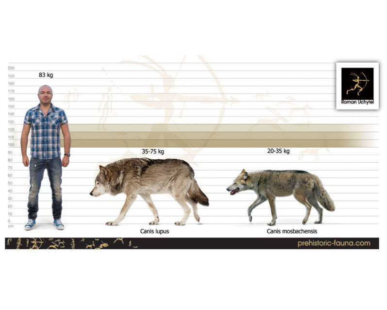 Mosbach Wolf Image Buy Uchytel Mosbach Wolf Image Buy Uchytel