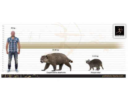 Giant Raccoon