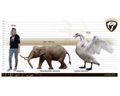 Giant Swan (Cygnus falconeri 