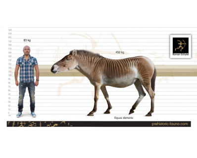 Equus (Allohippus) stenonis image buy Uchytel