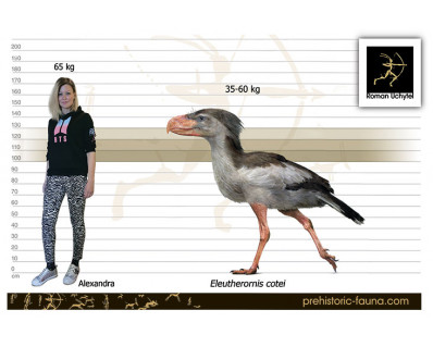 Eleutherornis