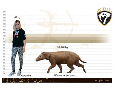 Elomeryx
