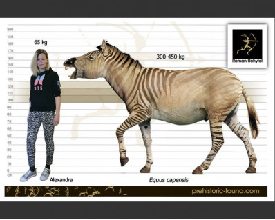 Giant Cape zebra