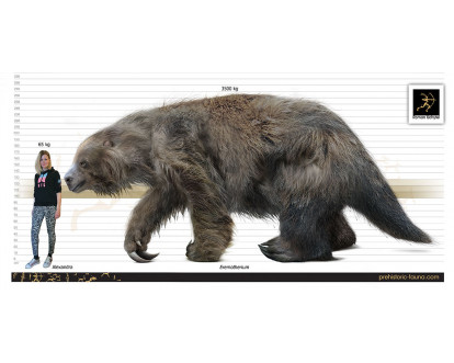 Megatherium Human Comparison