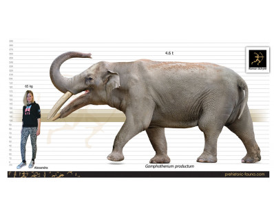 Gomphotherium