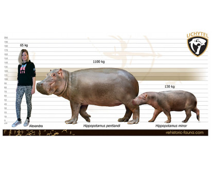 pygmy hippopotamus size